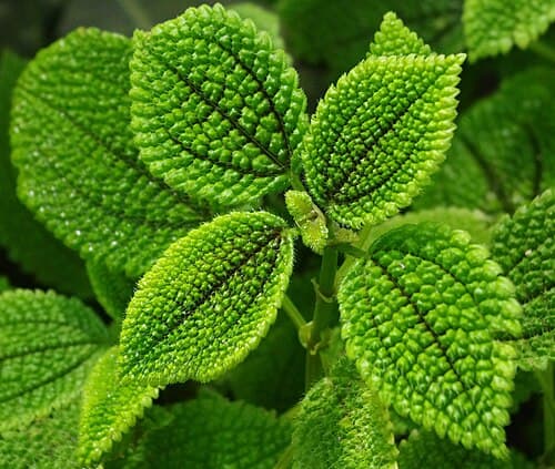Pilea involucrata
