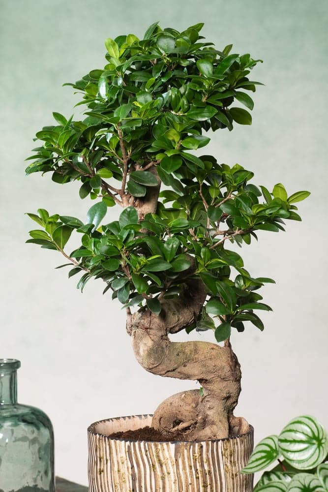 Ficus microcarpa