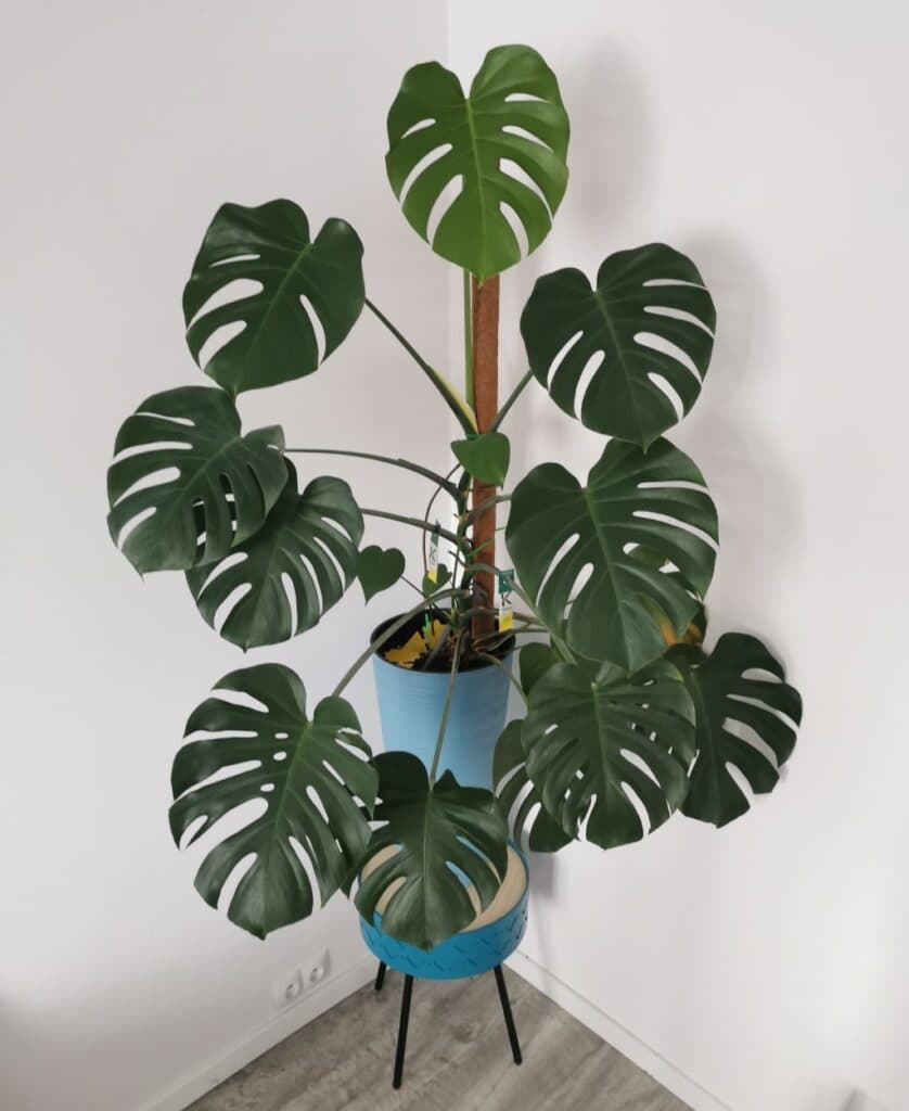 Monstera deliciosa