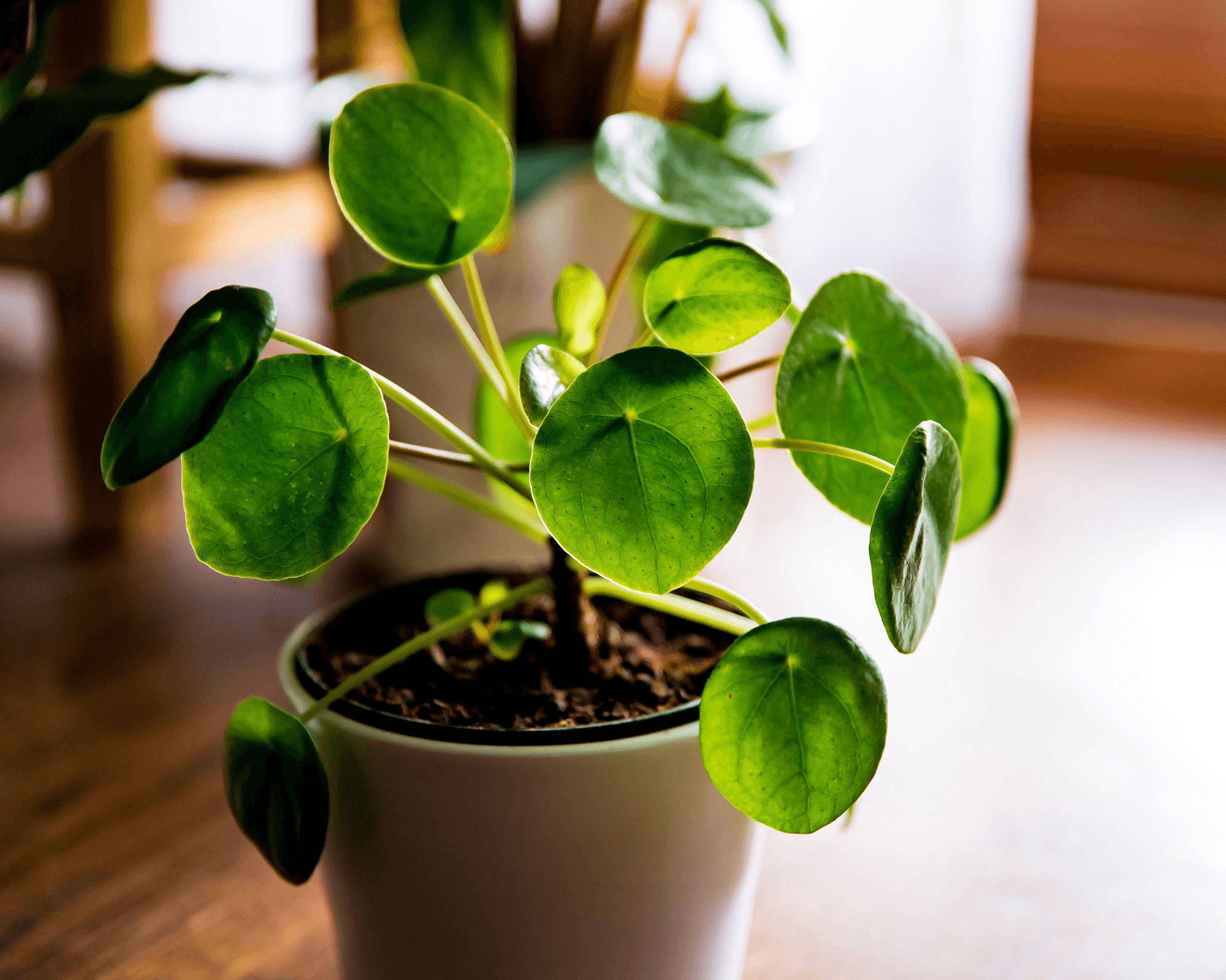 Pilea peperomioides